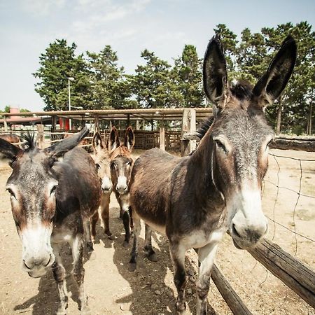 Agriturismo Archelao โอริสตาโน ภายนอก รูปภาพ