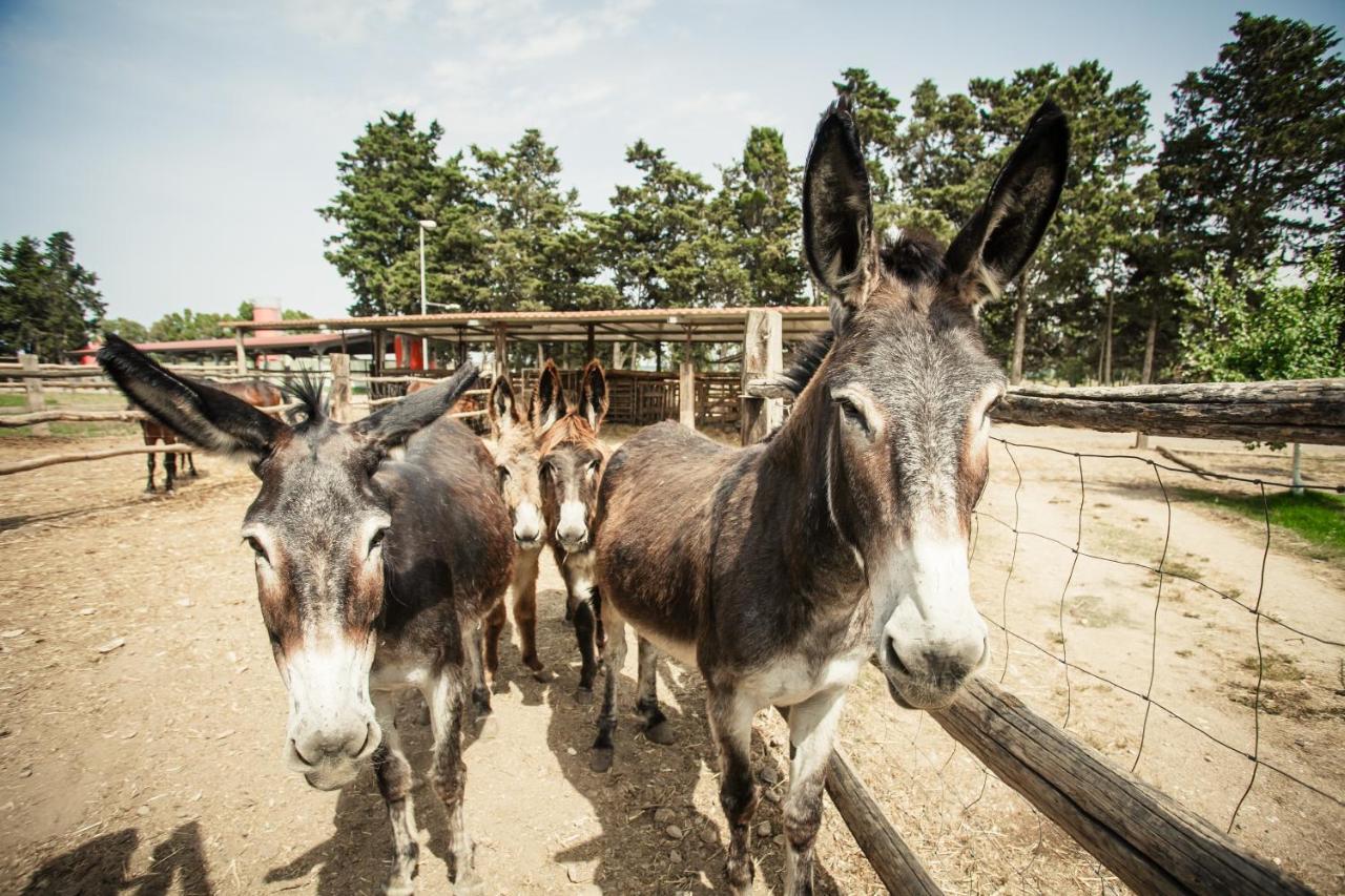Agriturismo Archelao โอริสตาโน ภายนอก รูปภาพ
